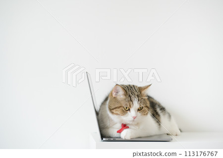 business concept with tabby scottish cat costume with necktie during use laptop and sit on white table 113176767