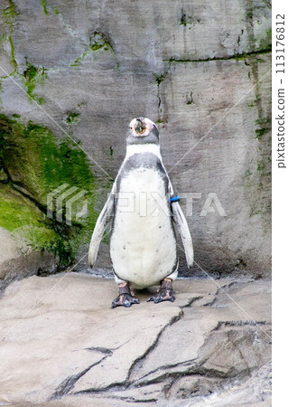 Couple of Humboldt penguins standing on a rocky shore. 113176812