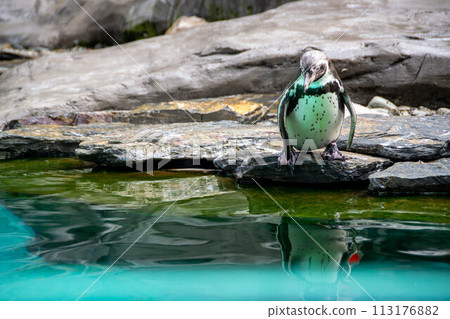 Couple of Humboldt penguins standing on a rocky shore. Couple of Humboldt penguins standing on a rocky shore. 113176882