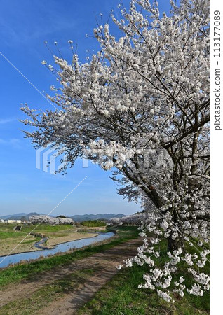 Tamba Sasayama where cherry blossoms bloom Tamba Sasayama where cherry blossoms bloom 113177089