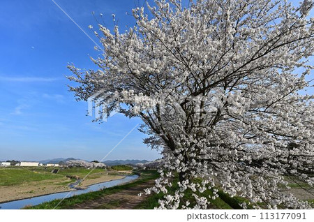 Tamba Sasayama where cherry blossoms bloom Tamba Sasayama where cherry blossoms bloom 113177091