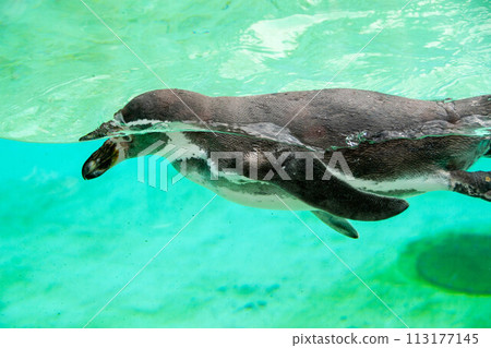 Humboldt penguin swims in blue clear water. 113177145