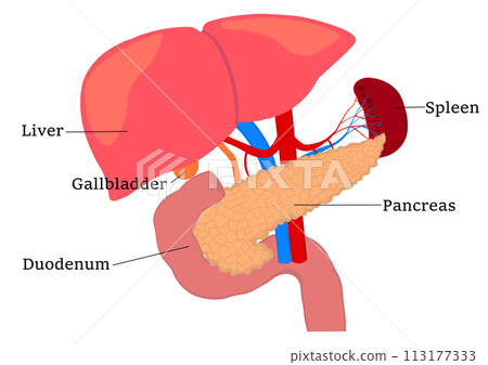 Names of the parts of the pancreas, liver, gallbladder, spleen, and duodenum 113177333