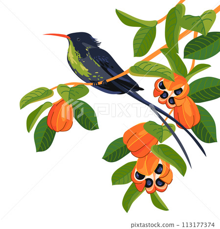Rufous-billed Streamer-tailed Hummingbird (Trochilus polytmus) in front of a white background. National bird of Jamaica in flat style. A small bird sits on a branch. Vector illustration. Cartoon Rufous-billed Streamer-tailed Hummingbird (Trochilus polytmus) in front of a white background. National bird of Jamaica in flat style. A small bird sits on a branch. Vector illustration. Cartoon 113177374
