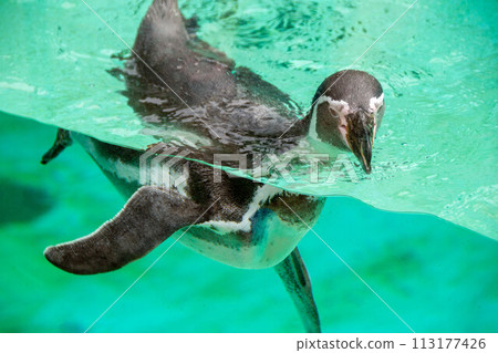 Humboldt penguin swims in blue clear water. Humboldt penguin swims in blue clear water. 113177426
