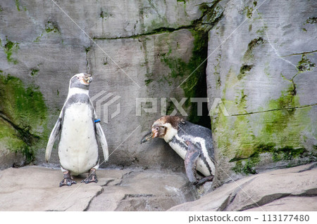 Couple of Humboldt penguins standing on a rocky shore. 113177480