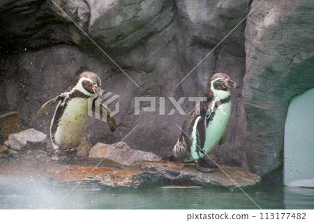 a penguin walking on rocks 113177482