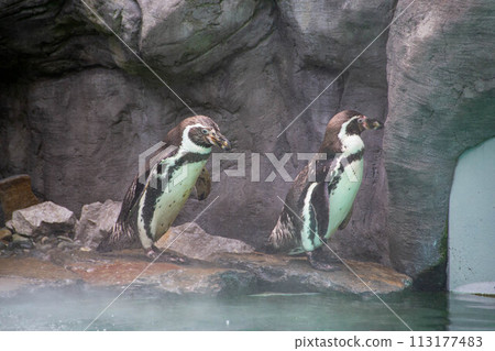 a penguin walking on rocks a penguin walking on rocks 113177483