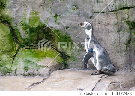 Couple of Humboldt penguins standing on a rocky shore. Couple of Humboldt penguins standing on a rocky shore. 113177488