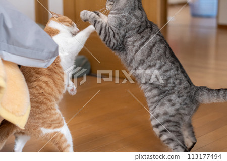 兩隻貓打架 兩隻貓打架 113177494