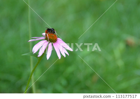 Bumblebee on a flower close-up. Tranquil scene on a flower meadow. 113177517