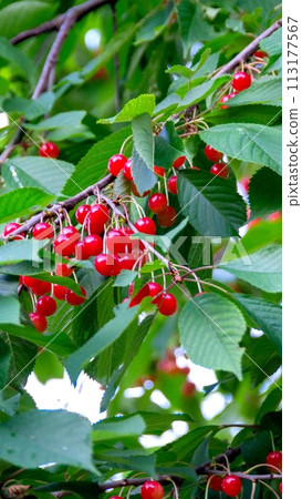 Cherry branch with ripe red berries on a dark green background. Garden natural cherry. Cherry branch with ripe red berries on a dark green background. Garden natural cherry. 113177567