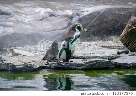 a penguin walking on rocks 113177570