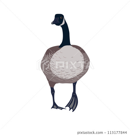 Isolated Canada geese icon, vector isolated illustration. Standing bird. Isolated Canada geese icon, vector isolated illustration. Standing bird. 113177844