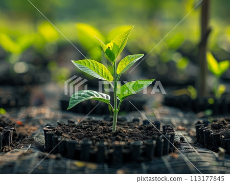 Eco-friendly Growing Solutions in biobased materials and compostable plastics cater 113177845