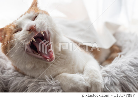打哈欠的貓棕色老虎白色 113177897
