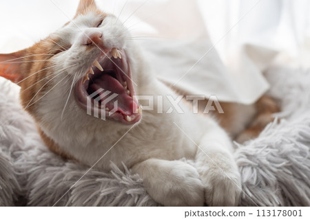 打哈欠的貓棕色老虎白色 打哈欠的貓棕色老虎白色 113178001