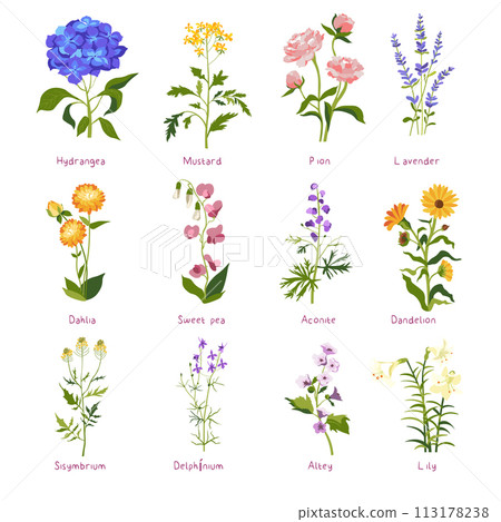 Spring flower and wildflower with names, vector 113178238