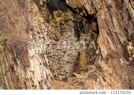 A close up of a tree trunk with a piece of wood that has the word wood on it. A close up of a tree trunk with a piece of wood that has the word wood on it. 113178256