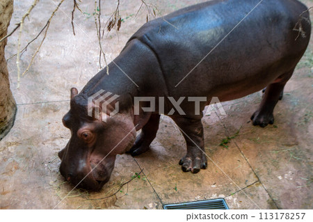 A group of common Hippopotamus amphibius 113178257