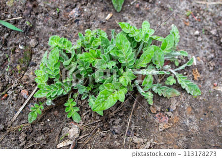 A plant with green leaves and the word green on it A plant with green leaves and the word green on it 113178273