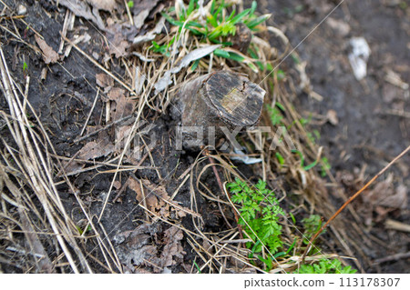 A close up of a plant with green leaves and the word fern on it. A close up of a plant with green leaves and the word fern on it. 113178307