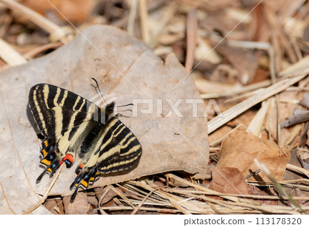 Gift butterfly 113178320