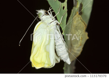 菜粉蝶羽化第 6 部分展開翅膀 菜粉蝶羽化第 6 部分展開翅膀 113178370