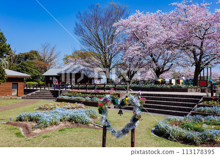 Terayama Recreation Area: Spring in Full Bloom 113178395