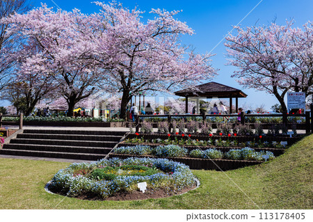 寺山生戀廣場 春暖花開 寺山生戀廣場 春暖花開 113178405