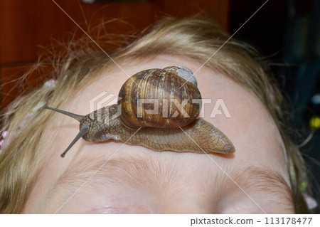 Helix pomatia, large Roman snail on the hand of a human, Oberelsbach, Germany 113178477