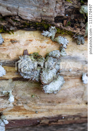 A mushroom sits on a log in the woods. A mushroom sits on a log in the woods. 113178497
