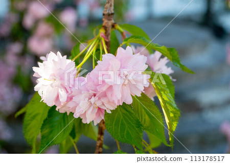 Sakura blossom. Pink japanese cherry bloom flowers on blurred spring background 113178517
