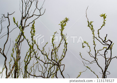 A tree branch with green leaves and the word maple on it A tree branch with green leaves and the word maple on it 113178527