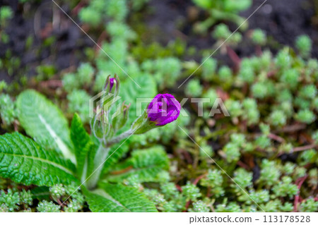 A purple flower is growing on a patch of grass and has a small patch of moss on it. A purple flower is growing on a patch of grass and has a small patch of moss on it. 113178528