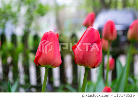 Spring Tulips in bloom with red and green colors Spring Tulips in bloom with red and green colors 113178529