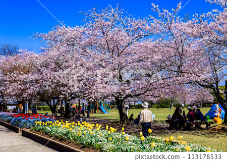 寺山生戀廣場，櫻花鬱金香，春天盛開 113178533