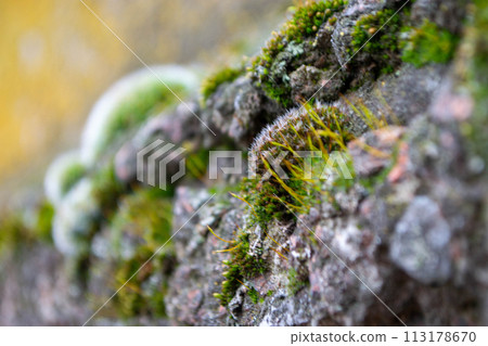 A tree trunk with moss on it and a sky background 113178670