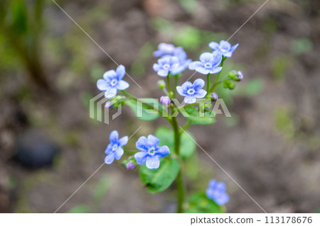 A close up of a plant with blue flowers, forget-me-not flower A close up of a plant with blue flowers, forget-me-not flower 113178676