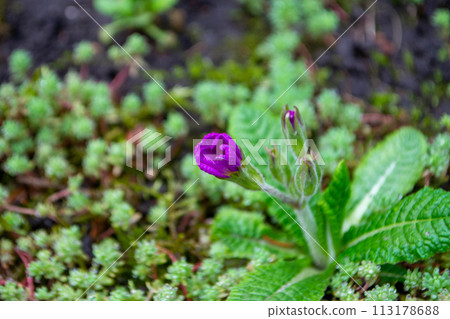 A purple flower is growing on a patch of grass and has a small patch of moss on it. 113178688