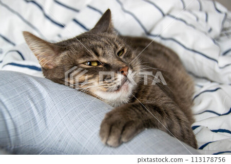 A tabby cat lies on a bed in pillows and looks at the camera 113178756