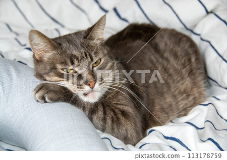 A tabby cat lies on a bed in pillows and looks at the camera 113178759