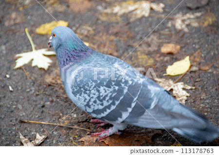 Closeup of beautiful pigeon in the park, selective focus. 113178763