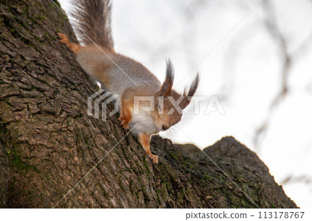 Close-up shot of the Red Squirrel 113178767