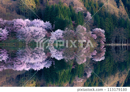 [信州之春]中綱湖的大山櫻倒影[長野縣] 113179180
