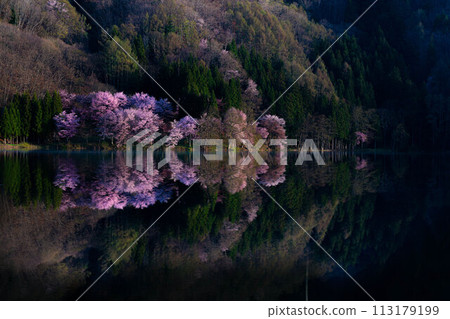 [Spring in Shinshu] Oyamazakura reflection at Lake Nakatsuna [Nagano Prefecture] 113179199