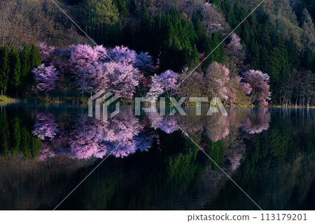 [信州之春]中綱湖的大山櫻倒影[長野縣] 113179201