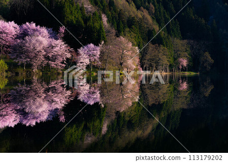 [Spring in Shinshu] Oyamazakura reflection at Lake Nakatsuna [Nagano Prefecture] 113179202