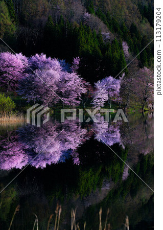 [Spring in Shinshu] Oyamazakura reflection at Lake Nakatsuna [Nagano Prefecture] 113179204