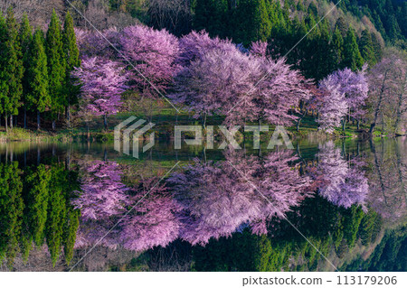 [Spring in Shinshu] Oyamazakura reflection at Lake Nakatsuna [Nagano Prefecture] 113179206